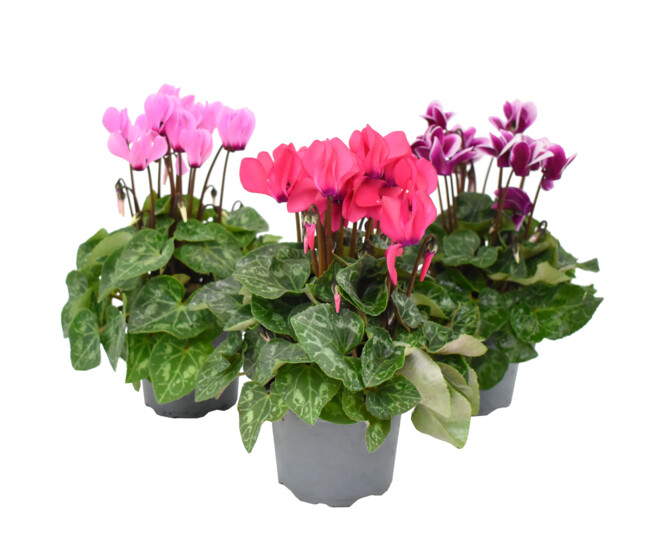 CYCLAMEN MINI &