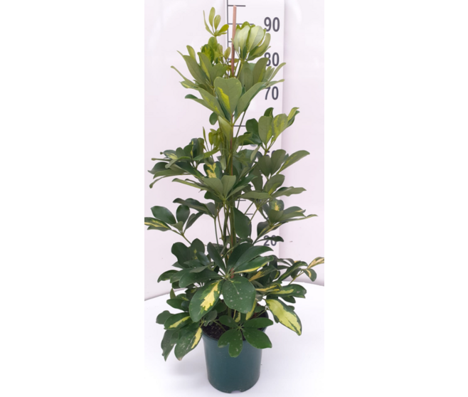 SCHEFFLERA GOLD