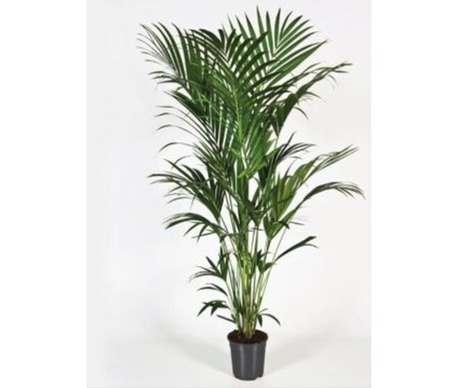 KENTIA FORSTERIANA HT180/200