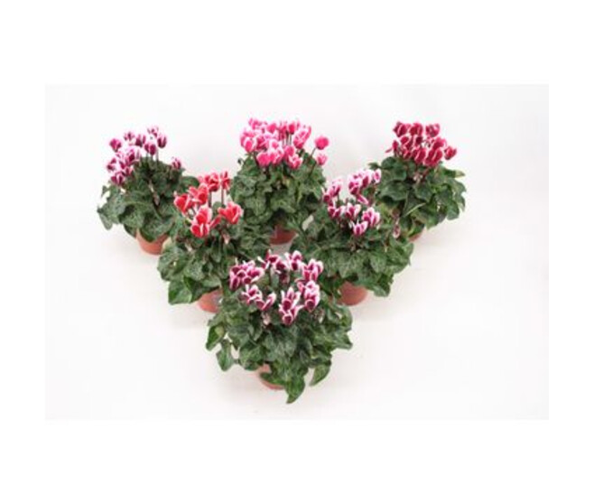 CYCLAMEN FANTASIA