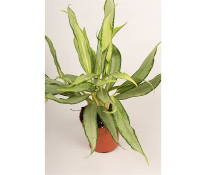 AGLAONEMA WHITE LANCE