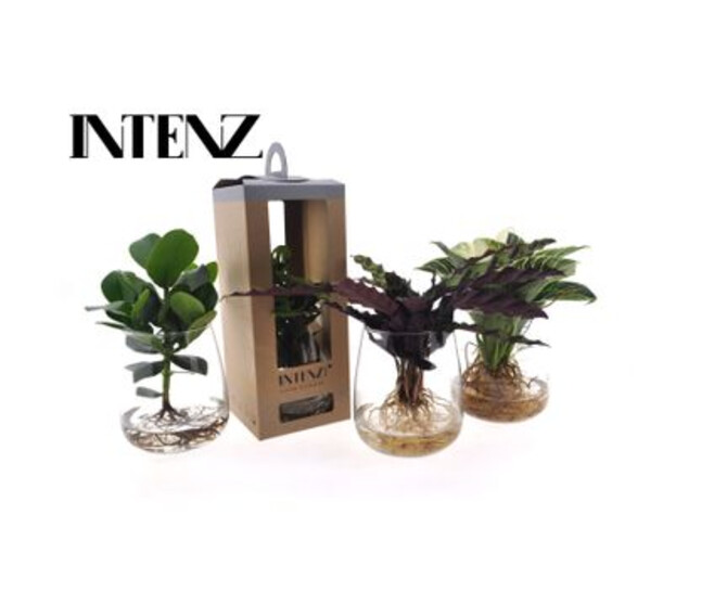 PLANTES VERTES VERRE