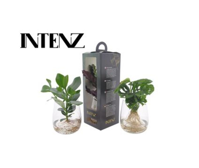 PLANTES VERTES VERRE