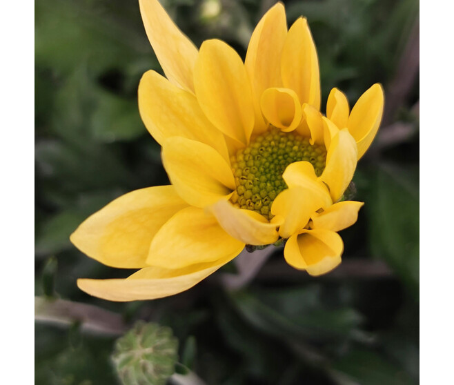 MARGUERITE D AUTOMNE COUPE GRISE