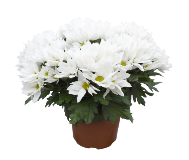 MARGUERITE D AUTOMNE