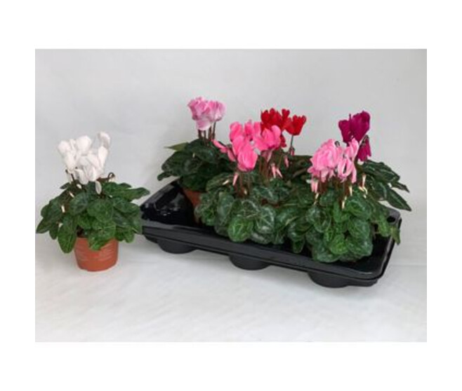 CYCLAMEN ALLURE