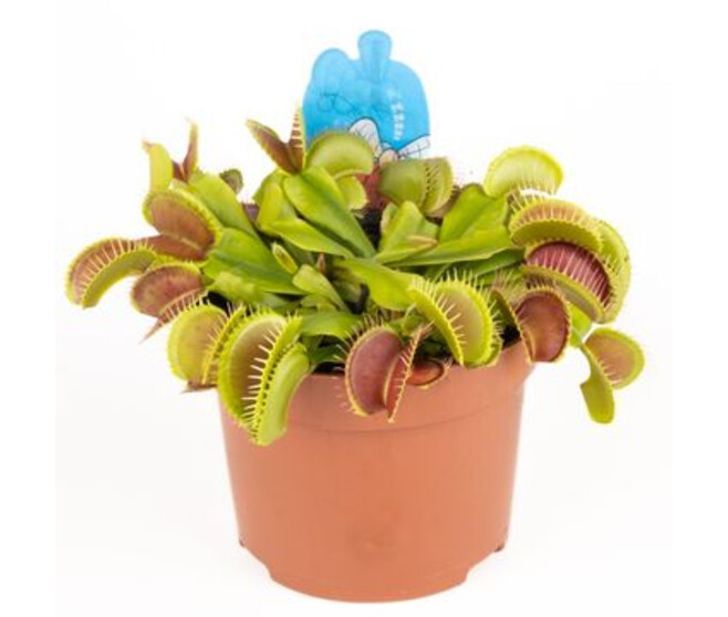 DIONAEA