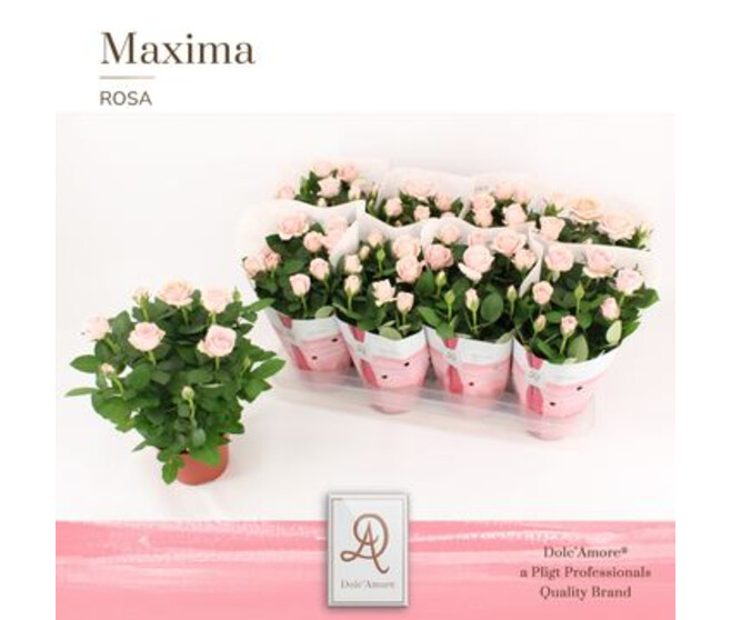 ROSIER AMOROSA ROSE