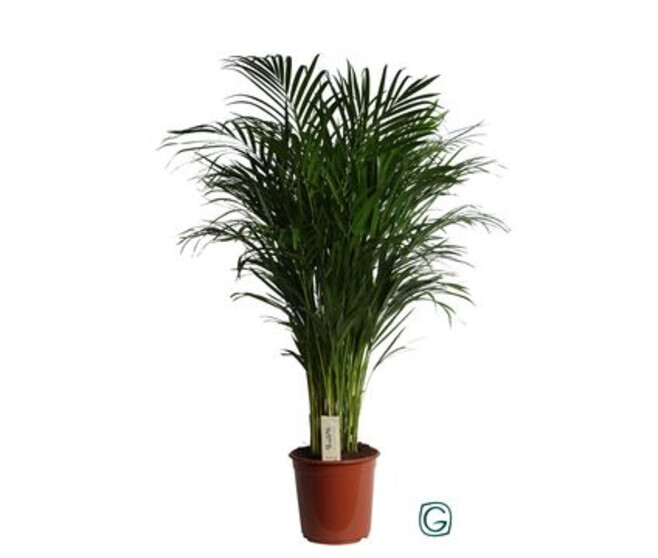 ARECA CHRYSALIDOCARPUS