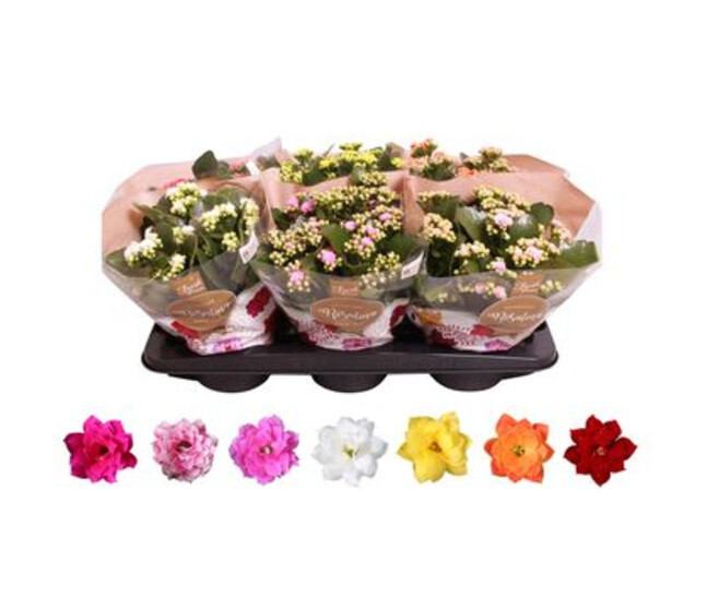 KALANCHOE FL DBLE VARIES &