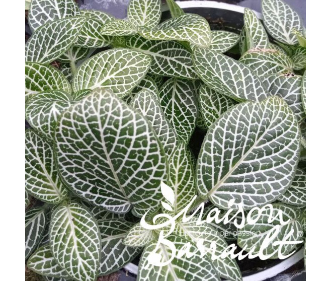 FITTONIA