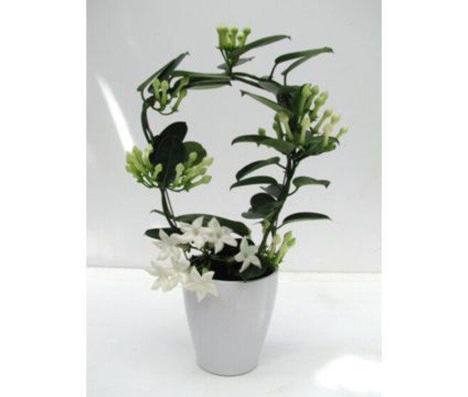 STEPHANOTIS 9/10GR FLEUR PARFUM CERAM