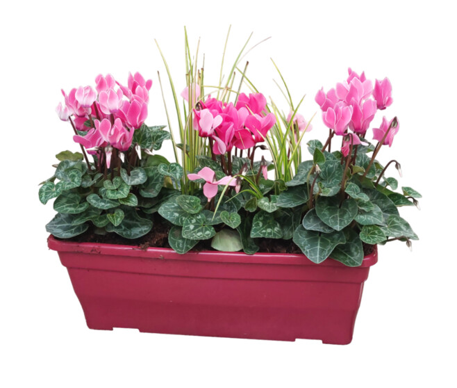 CYCLAMEN MINI FEUILLAGE JARD