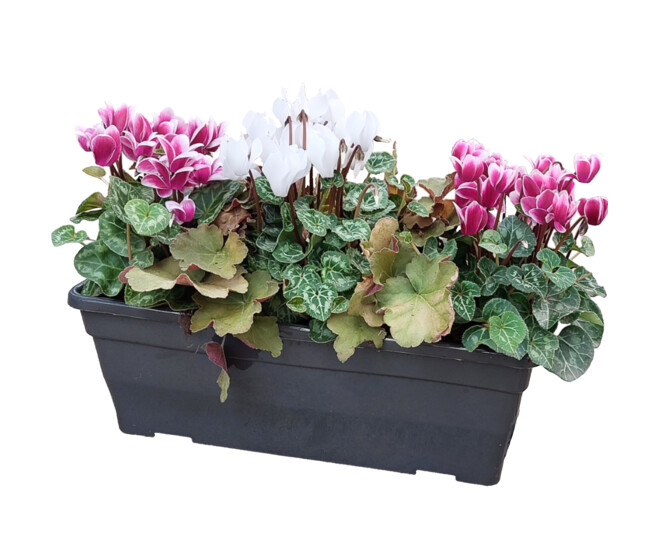 CYCLAMEN MINI FEUILLAGE JARD