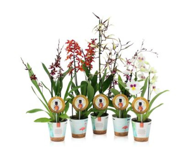 ORCHIDEE 2BR ODORANT REINA