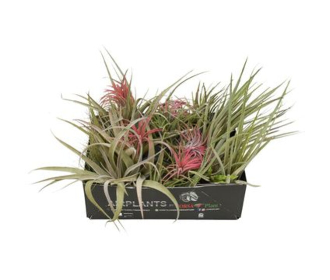 TILLANDSIA