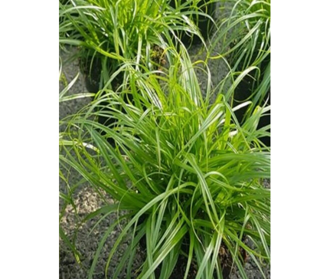 CYPERUS PAPYRUS