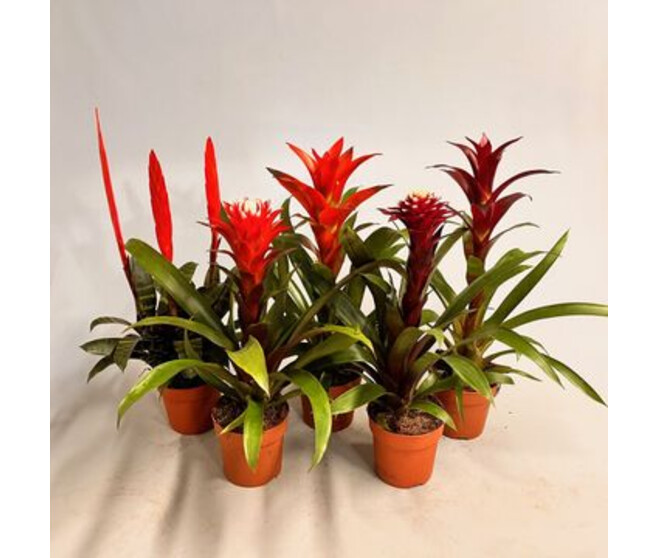 BROMELIACEE VARIES