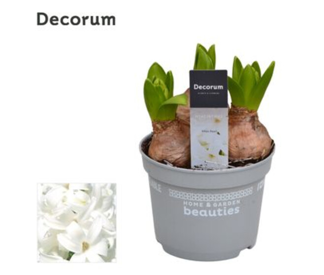 JACINTHE BLANCHE 3PP PEARL DECORUM