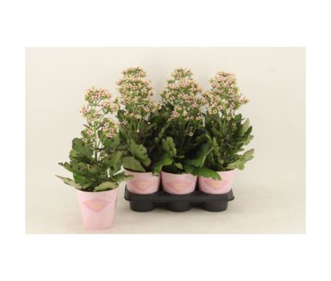 KALANCHOE FEMININE PINK