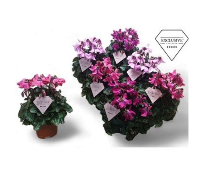 CYCLAMEN PETTICOAT VARIE 20CM