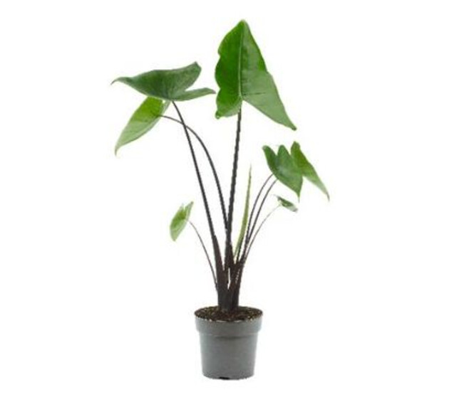 ALOCASIA ZEBRINA