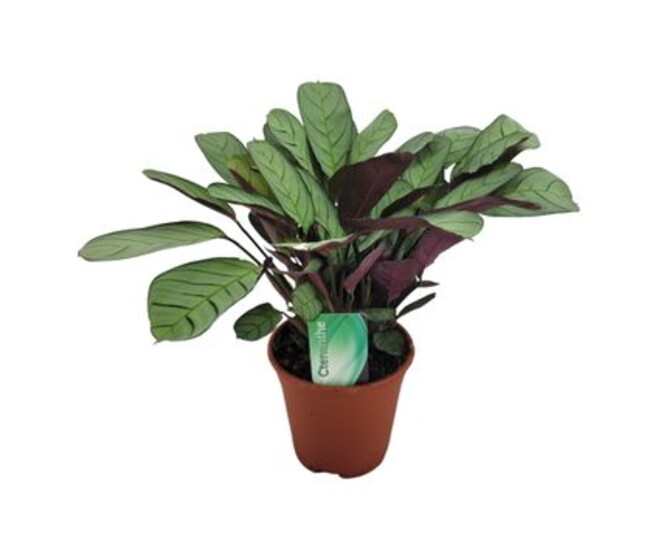 CALATHEA AMAGRIS