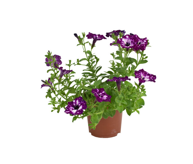 PETUNIA ROYAL SKY - Horticash - ref 637019