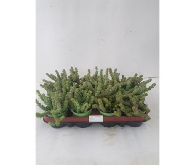 CRASSULA MARNIERIANA