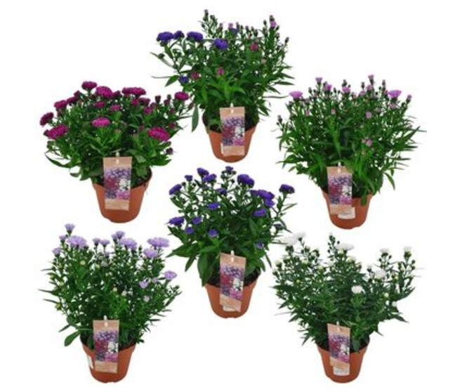 ASTER SHOWMAKER