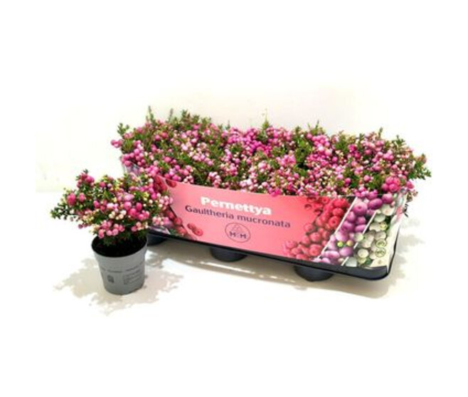 GAULTHERIA PERNETTYA ROSE XXL