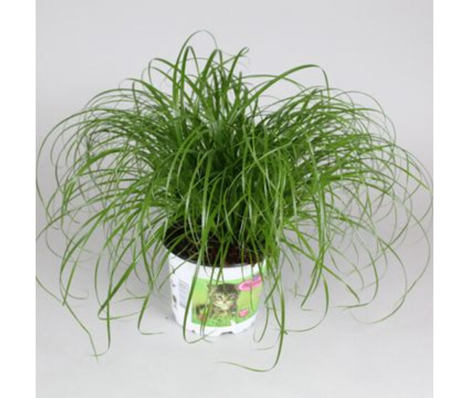 CYPERUS ZUMULA P DECO