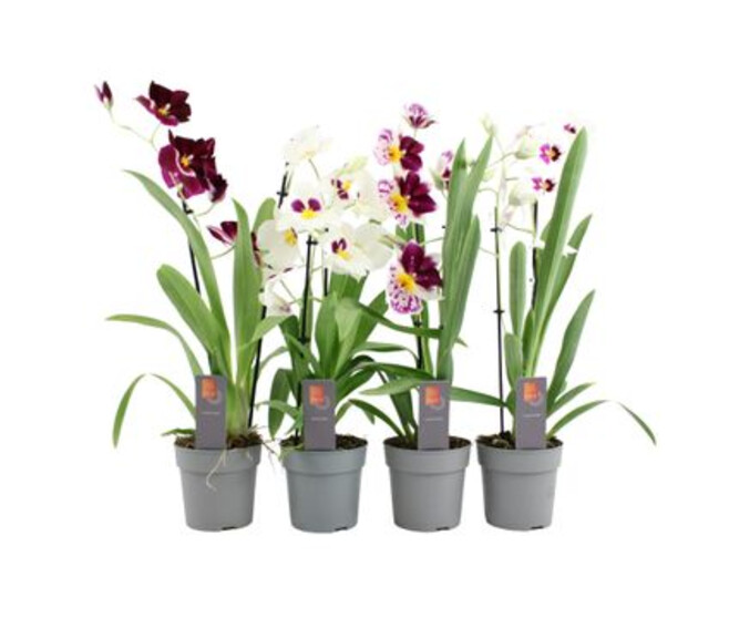 MILTONIA 2BR VARIE