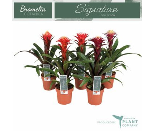 GUZMANIA FORTUNA