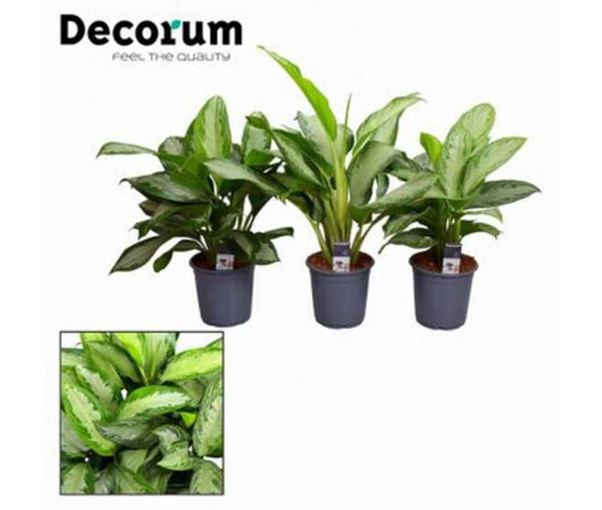 AGLAONEMA VARIE