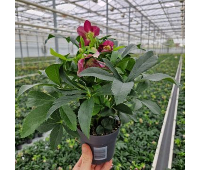 HELLEBORE ORIENTALIS RED