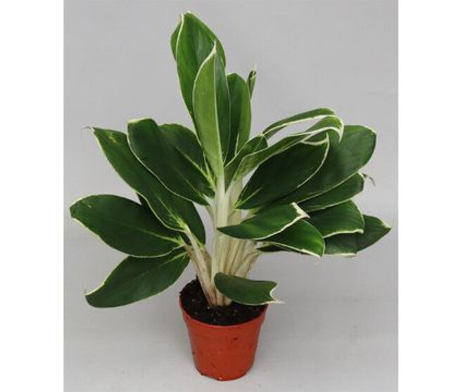 AGLAONEMA WHITE LIME