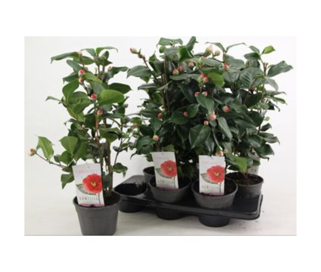 CAMELLIA JAPONICA DR KING