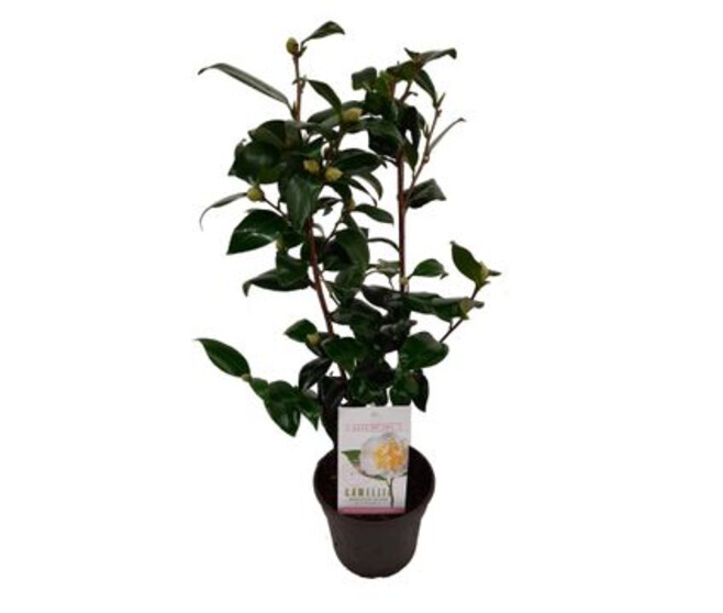 CAMELLIA JAPONICA JAUNE