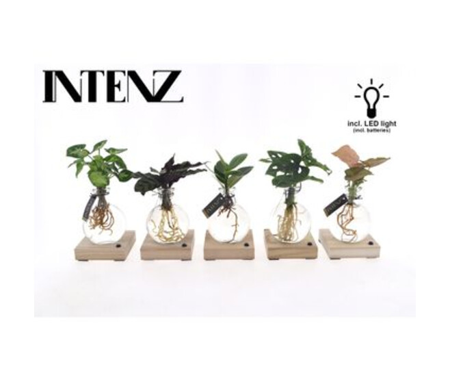 COMPO PLANTE VERTE VERRE BOIS