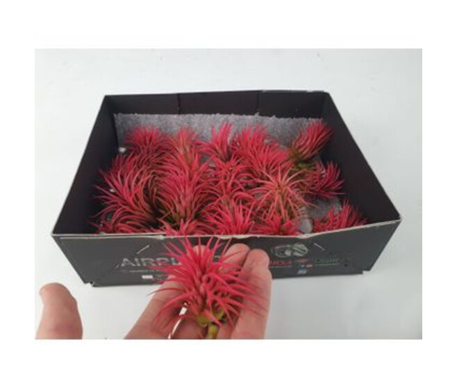 TILLANDSIA IONANTHA RUBRA