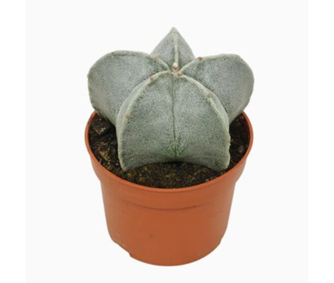 ASTROPHYTUM MYRIOSTIGMA