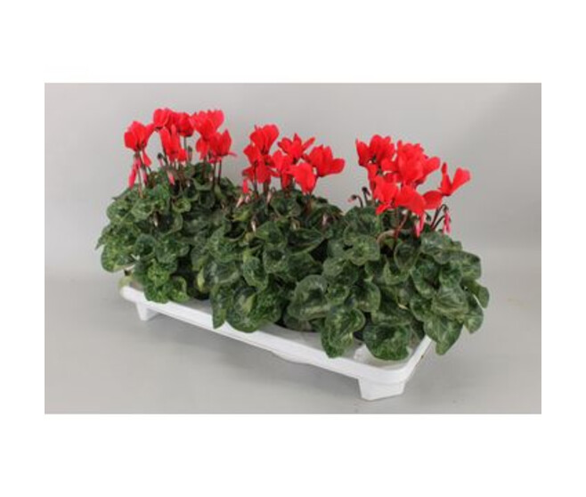 CYCLAMEN SUPER SERIE XL ROUGE