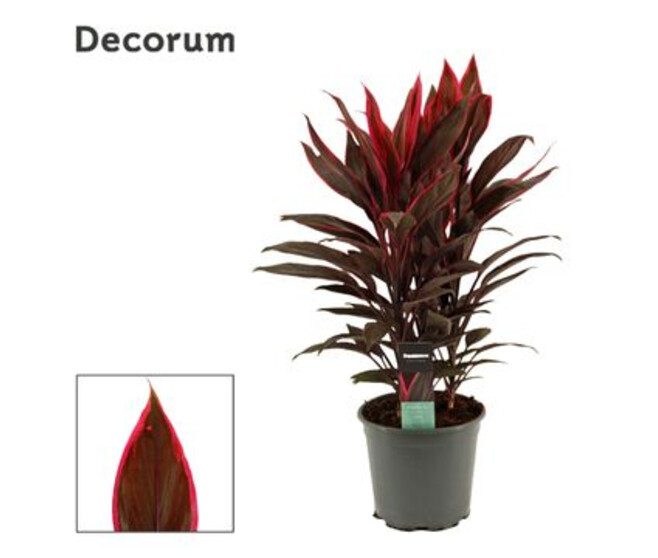 CORDYLINE FRUTICOSA TANGO