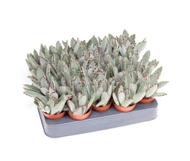 KALANCHOE TOMENTOSA