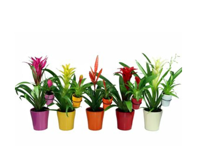 BROMELIACEE MERE FILLE CERAM