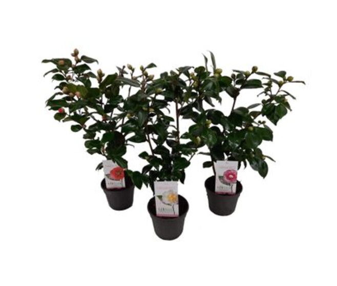 CAMELLIA JAPONICA VARIE