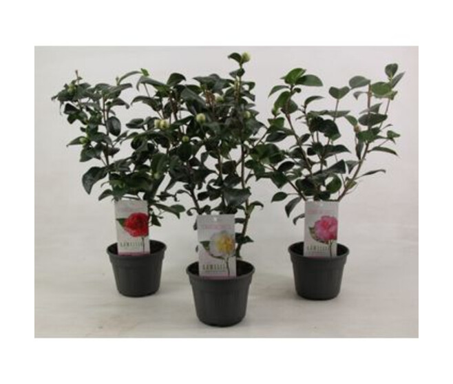 CAMELLIA JAPONICA VARIE