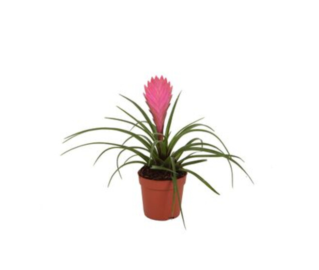 TILLANDSIA CYANEA