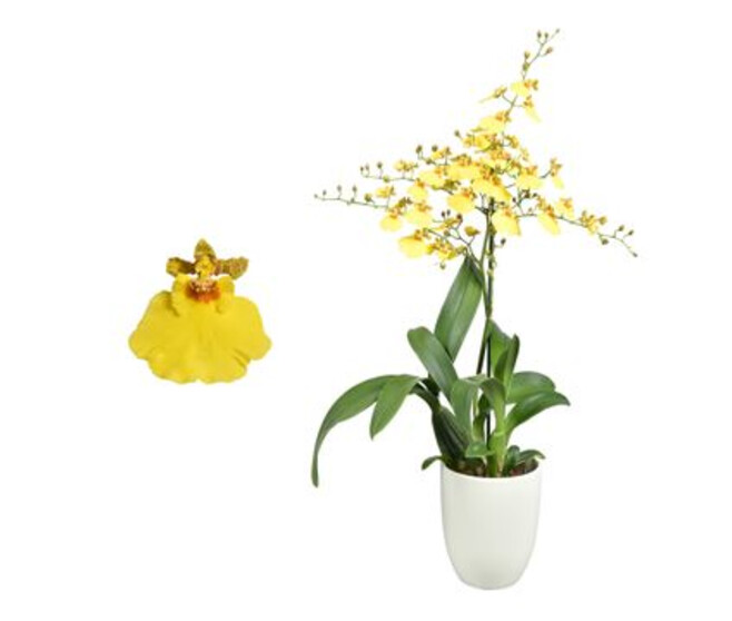 ONCIDIUM 1BR CERAM